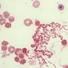 Rhodobacter capsulatus - Vi sinh đơn dòng