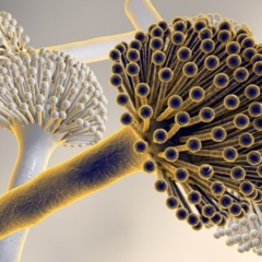 Aspergillus niger - Single microbiological