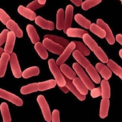 Bacillus polymyxa - Vi sinh đơn dòng