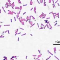 Bacillus spp - Vi sinh đơn dòng