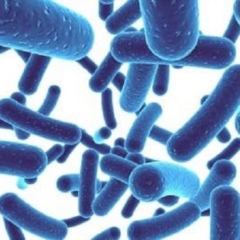Bifidobacterium sp - Single microbiological