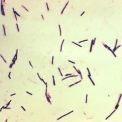 Clostridium spp - Vi sinh đơn dòng