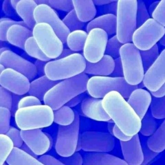 Lactobacillus plantarum - Single microbiological