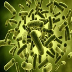 Nitrobacter spp - Single microbiological