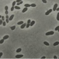 Rhodobacter spp - Vi sinh đơn dòng