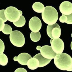 Saccharomyces bouladii - Single microbiological