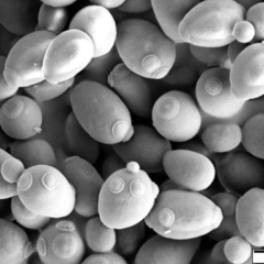 Saccharomyces cerevisiae - Single microbiological