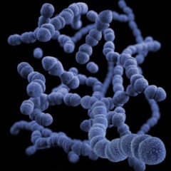 Streptococcus feacium