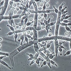 Trichodarma hazianum - Vi sinh đơn dòng