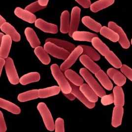 Bacillus subtilis - Single microbiological