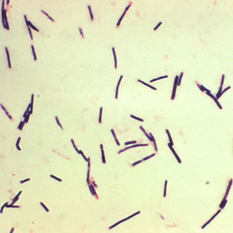 Clostridium spp