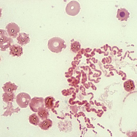 Rhodobacter capsulatus